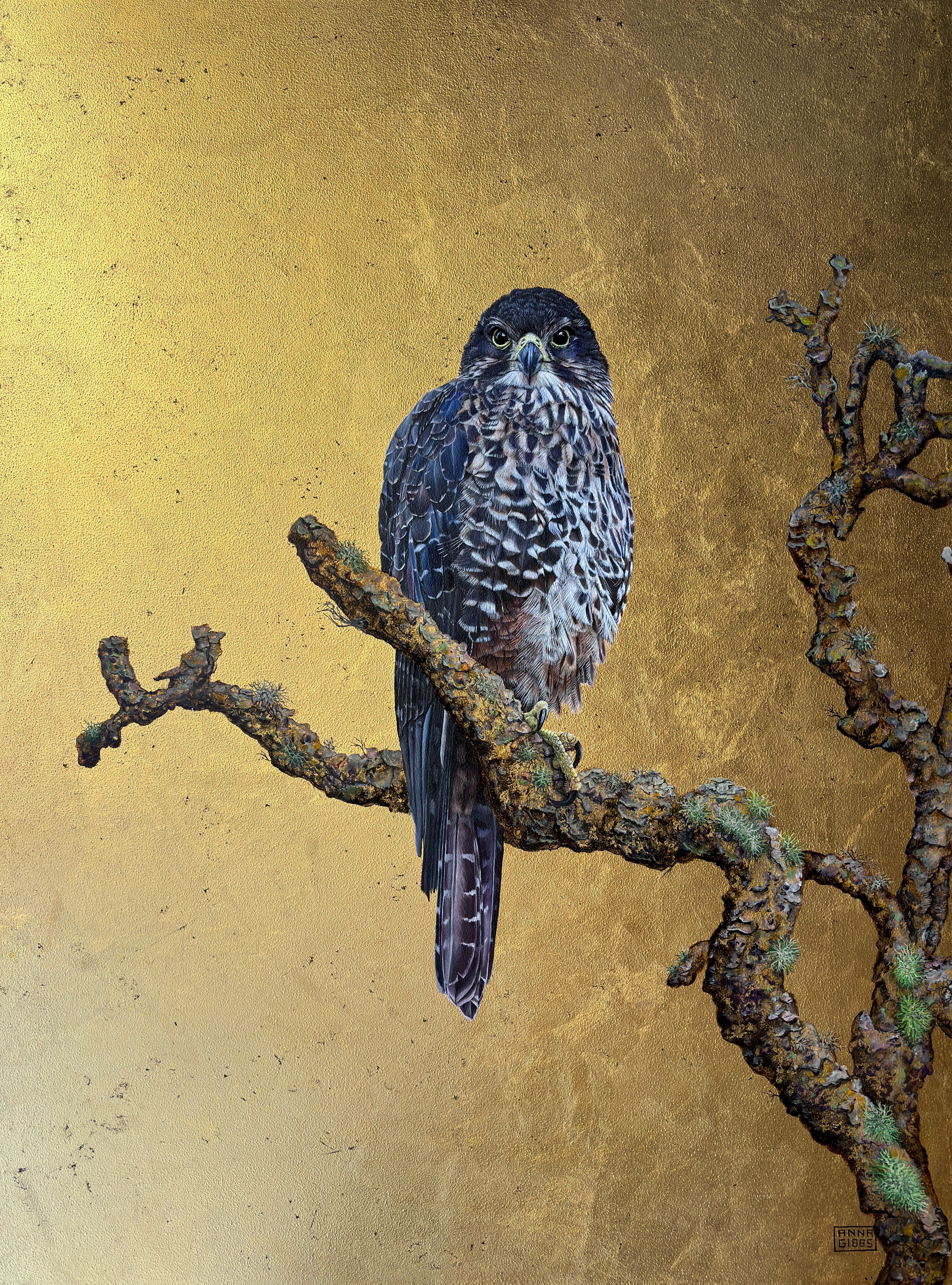 Kārearea in the Canopy (1)